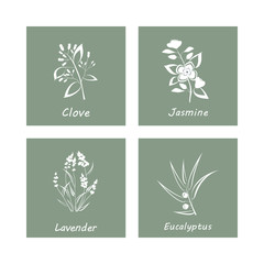 Collection of Herbs . Labels for Essential Oils and Natural