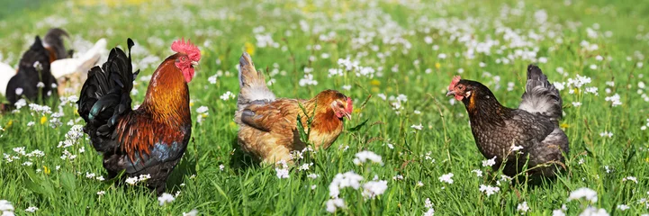Fototapete Hähnchen Huhn auf der Wiese