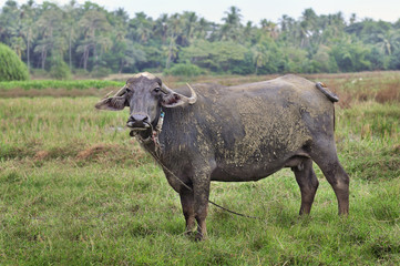 Buffalo female on a green meadow against the forest.