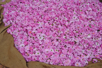Obraz premium Rose Centifolia 