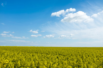Obraz premium Yellow flowers with sky in the background