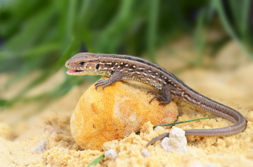 lizard reptile