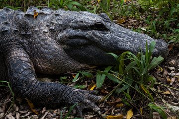 Head of alligator.