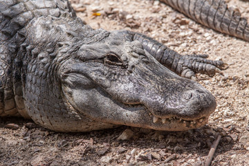Head of alligator.