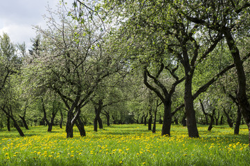 Fototapeta premium Apple Blossom