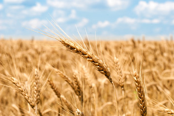wheat field and sky summer landscape