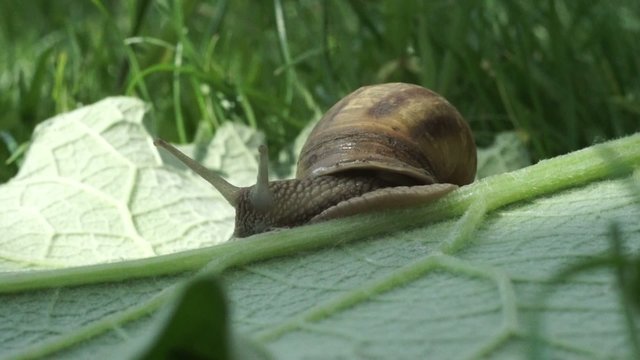 snail in the garden on the grass