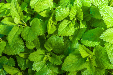 Melisse Hintergrund