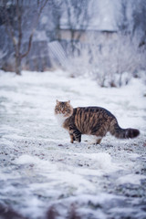 Striped fluffy cat on a winter walk