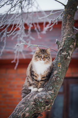 Striped fluffy cat on a winter walk