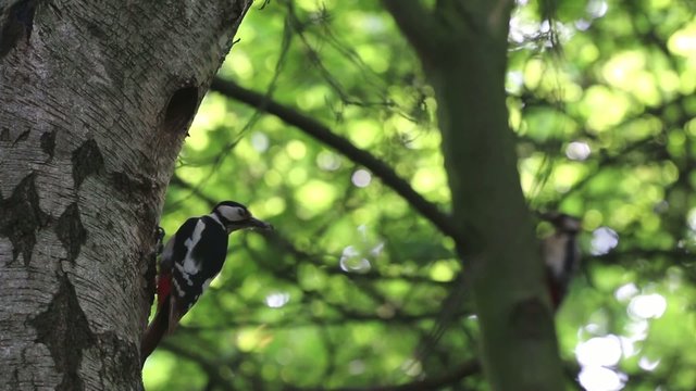 Buntspechte f&uuml;ttern ihre Jungen in einer Birke im Fr&uuml;hling