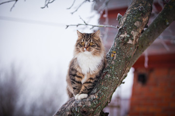 Striped fluffy cat on a winter walk