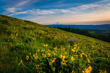 Wildflowers and view of Mount Hood from Tom McCall Point, Columb