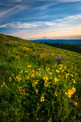 Fototapeta premium Wildflowers and view of Mount Hood from Tom McCall Point, Columb