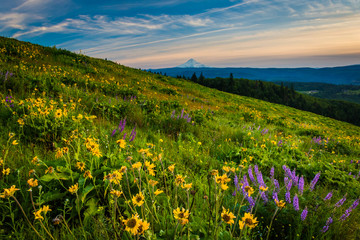 Wildflowers and view of Mount Hood from Tom McCall Point, Columb