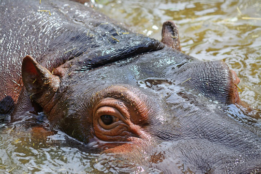 young hippopotamus in the water