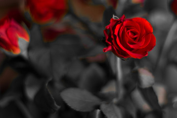 rote Rosen