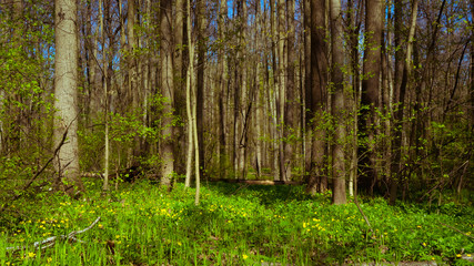 spring forest
