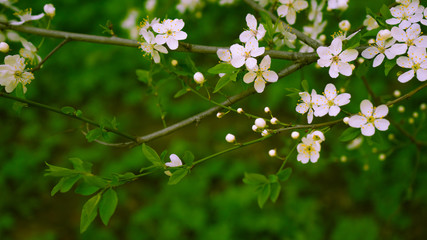 flowering tree