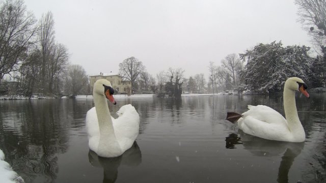 White swans - Beautiful Snow Falling