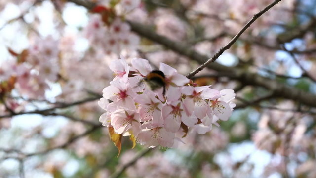 branch with flowers of an Oriental cherry 