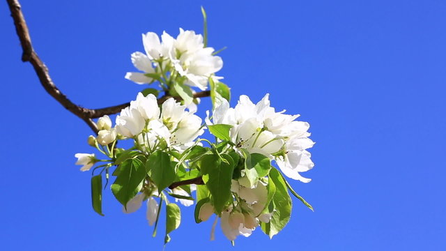 Branch of blossoming pear tree against blue sky