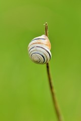 gastropod shell