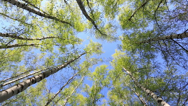 Birches in sunny spring day, the bottom view, zoom out
