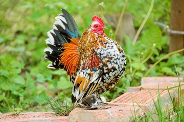 Bantam cock