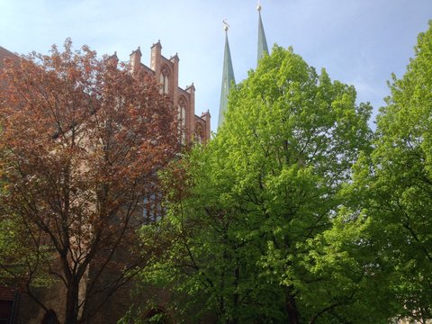 Cathedral in trees