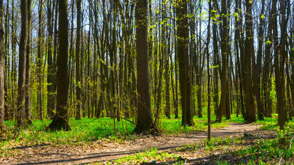 spring forest