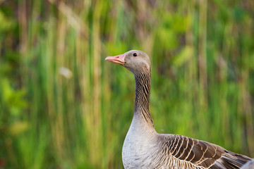 goose (Anser anser) - Lake Neusiedl