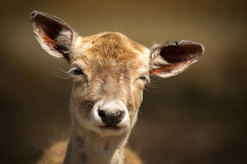 Close Up of Cute, Young Baby Deer with Funny Expression