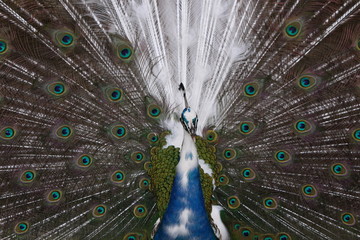 Obraz premium Balzender Pfau