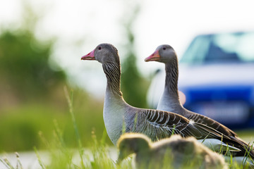 geese on the road - risk of collision with a car