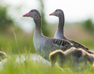 geese on the road