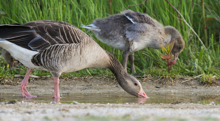 geese (Anser anser) - Lake Neusiedl