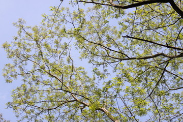 Beautiful Day In The Forest