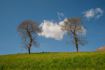 Obraz premium alberi