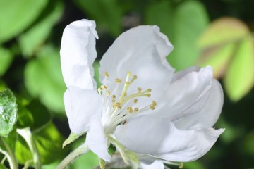 apple blossom