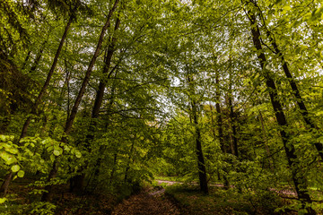 Wald im Frühling