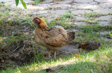 Hen and chick