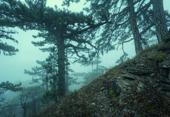 Fototapeta premium Trail through a mysterious dark old forest in fog. Autumn