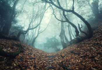 Fototapeta premium Szlak przez tajemniczy ciemny stary las we mgle. Jesień