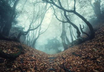 Foto op Plexiglas Trail through a mysterious dark old forest in fog. Autumn © den-belitsky