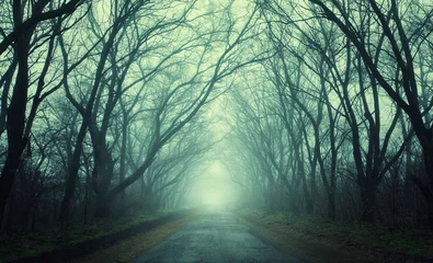 Poster Mysterious dark autumn forest in green fog with road, trees © den-belitsky