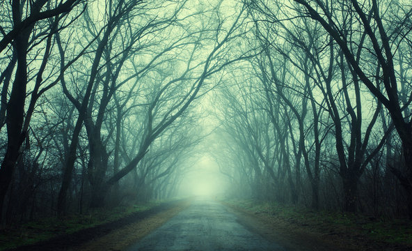 Fototapeta Mysterious dark autumn forest in green fog with road, trees