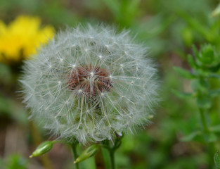 Dandelion seed in full bloom