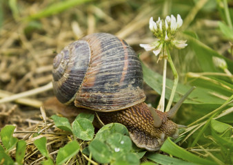 Snail on green garden