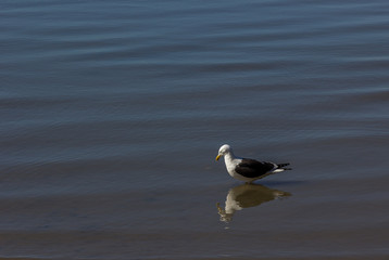 Gaivota e reflexo